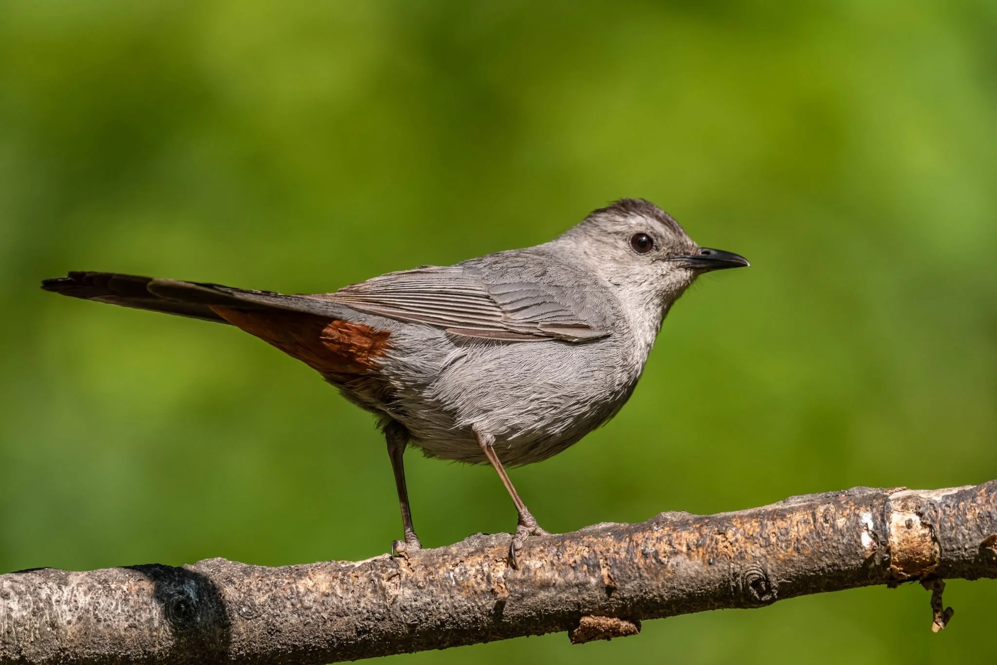 HART BEAT: MIMIC THRUSHES AND TRUE THRUSHES — St. Lucie Audubon